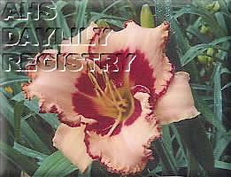 Pink Eyed Follies AHS image