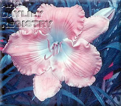 Nottaway Elegant Peach Charmer