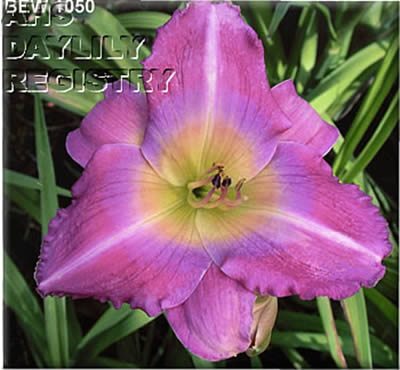 Ethereal Radiance AHS image