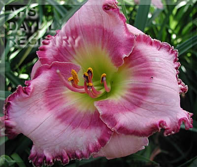 Ballerina Beautiful AHS image