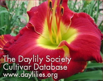 Mississippi Red Bed Beauty AHS image