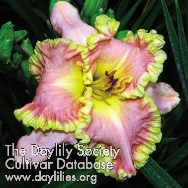 Gold Miner's Daughter AHS image