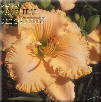 Blessed Bloomer AHS image