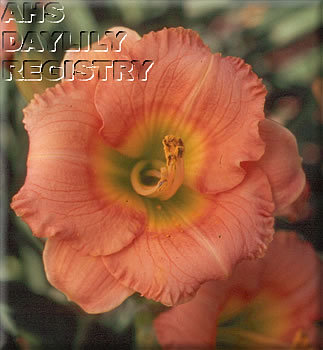 Do Wa Ditty AHS image