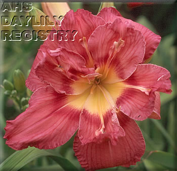 Garden Jitterbug AHS image