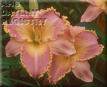 Lilac Lemonade AHS image