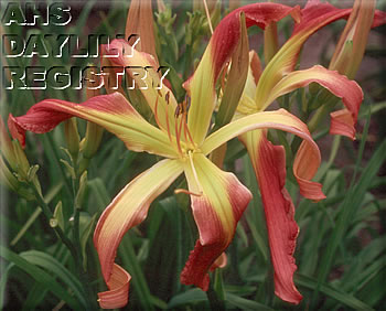Jan's Marvel AHS image