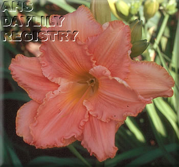 Promise of Paradise AHS image