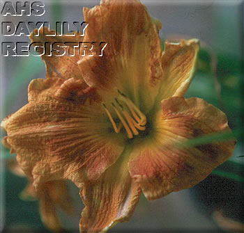 Sandman's Dream AHS image