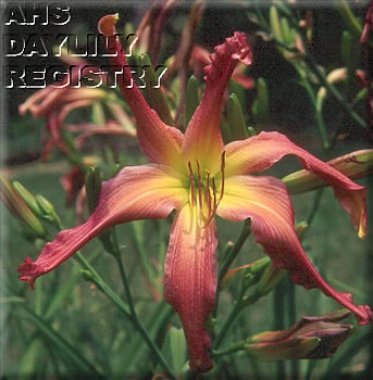 Smoky Mountain Star AHS image
