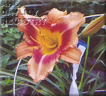 Raspberry Tang AHS image