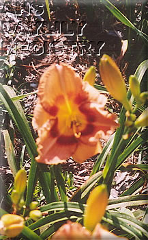 Delyne Chapman AHS image