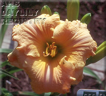 Red Shed Orange Parfait AHS image