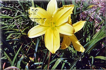 Fredonia Star