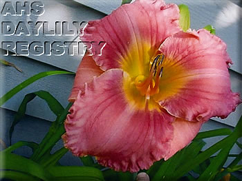 Carol Corey's Heavenly Glory AHS image