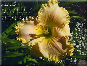 J. Eldon Johnson AHS image