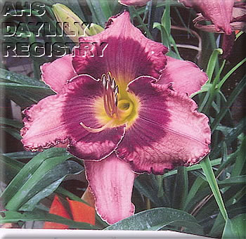 Kemp's Purple Follies