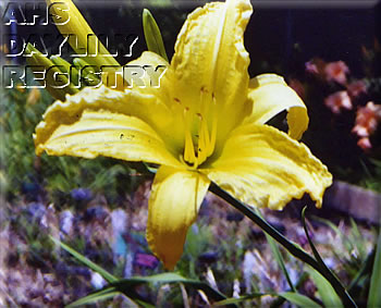 Totally Butter AHS image