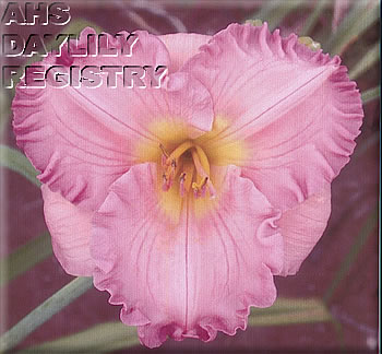 Keltic Blush AHS image