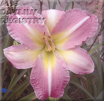 Trinity Mist AHS image