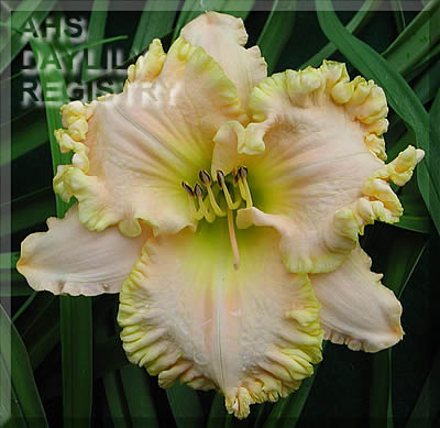 Clouds of Glory AHS image