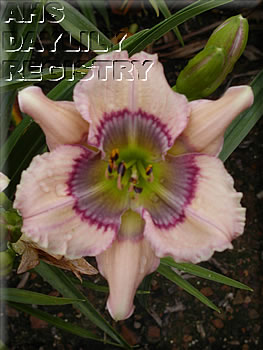 Westbourne Missing Sweet Pea Baby AHS image