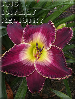 Westbourne Coal Miner's Prayer AHS image