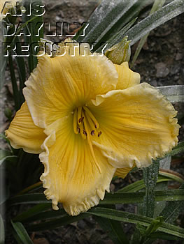 Westbourne Mamma Kirby's Apron AHS image