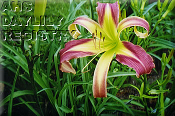 Betty Jean's Choice AHS image