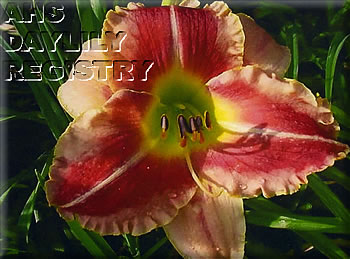 Dear Ruby AHS image