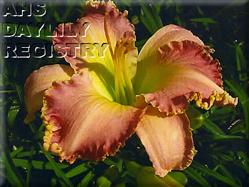 Bernice Violet