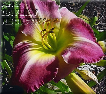 Sweet Rose and Harry AHS image