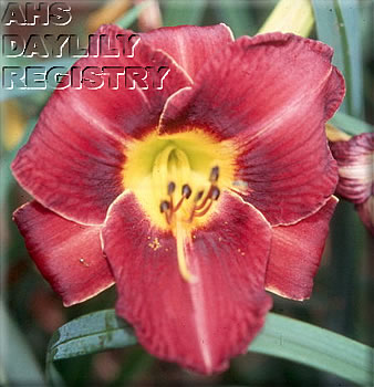 Patricia Haynie AHS image