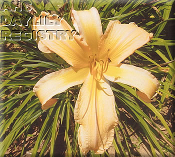 My Maria AHS image