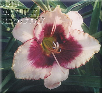 Flint Hills Bright Eyes AHS image