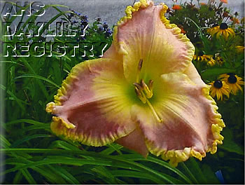 God's Beauty AHS image