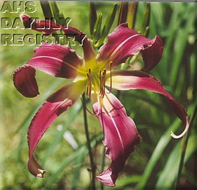 Latin Rooster AHS image