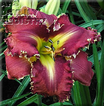 Funky Town AHS image