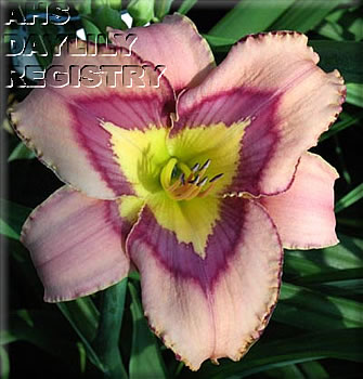 Rippled Oasis AHS image