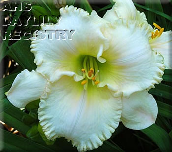 Tacia Marie AHS image