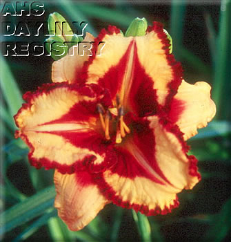 Suburban Calvin AHS image