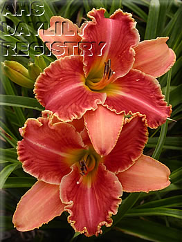 Westbourne Milk K. Orange AHS image