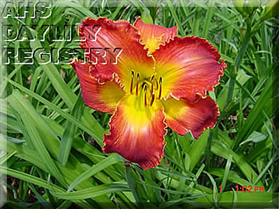 Curtis Taylor AHS image