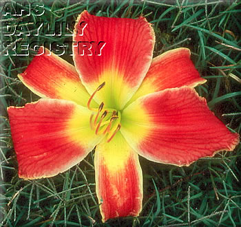 Topguns Orange Marmalade AHS image