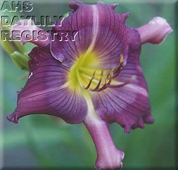 Nature's Purple Butterfly AHS image