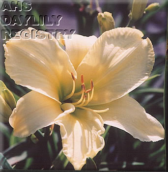 Jodi Fischer AHS image