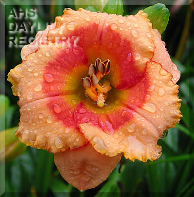 Splash of Joy AHS image