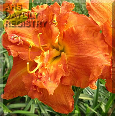 Joy of Life AHS image