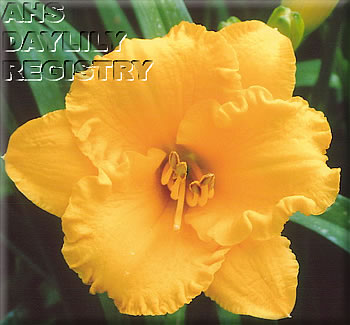 Souvenir of Summer AHS image
