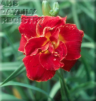 Red Shed Firestorm AHS image